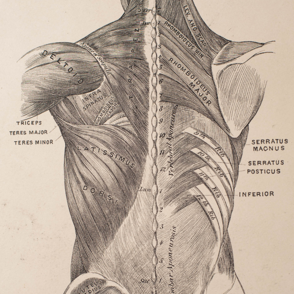 the anatomy of back muscles